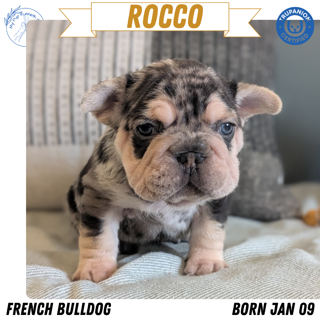FRENCH BULLDOG (JAN 09) MALES