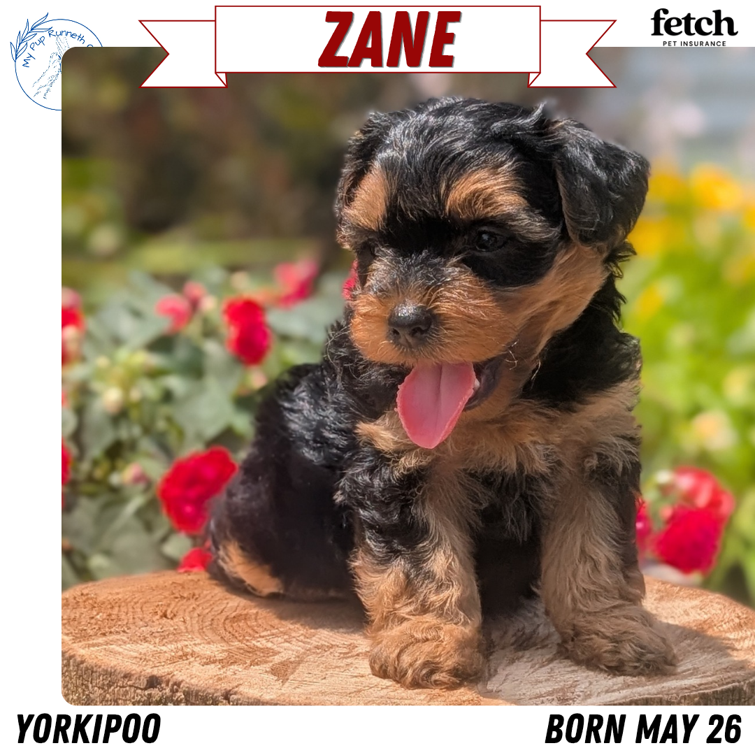 YORKIPOO (MAY 26) MALES