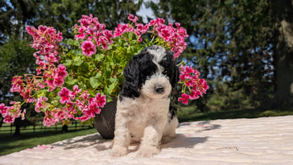 MINI BERNEDOODLE (06/11) FEMALE
