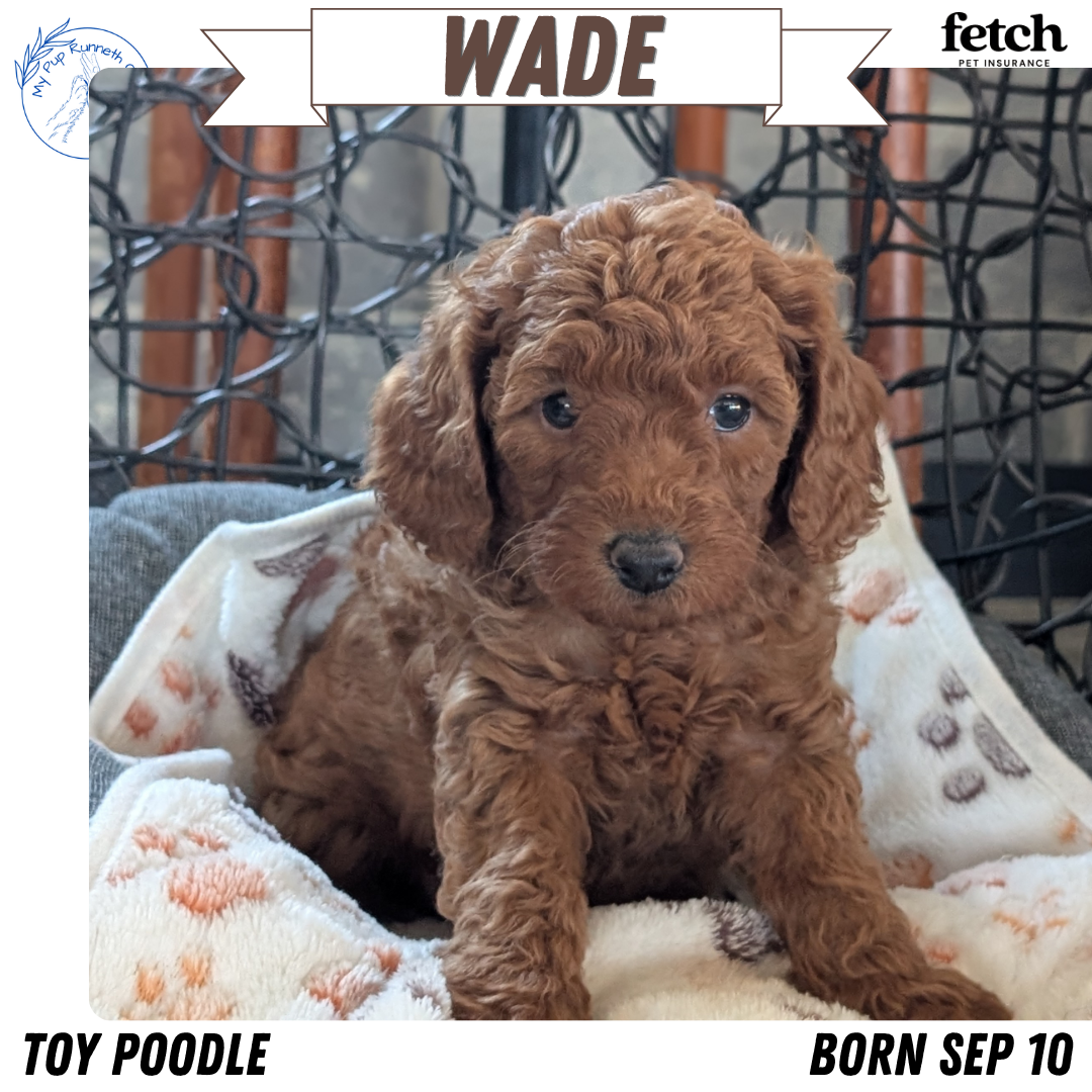 TOY POODLE (SEP 10) 4 MALES/2 FEMALES