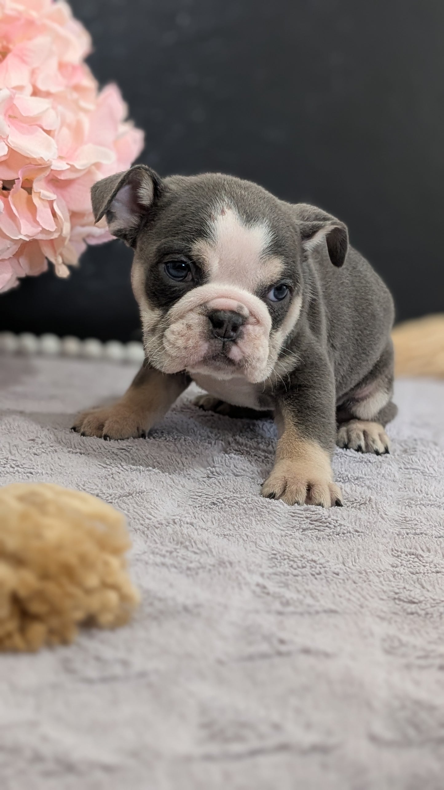 ENGLISH BULLDOG (FEB 09) FEMALES