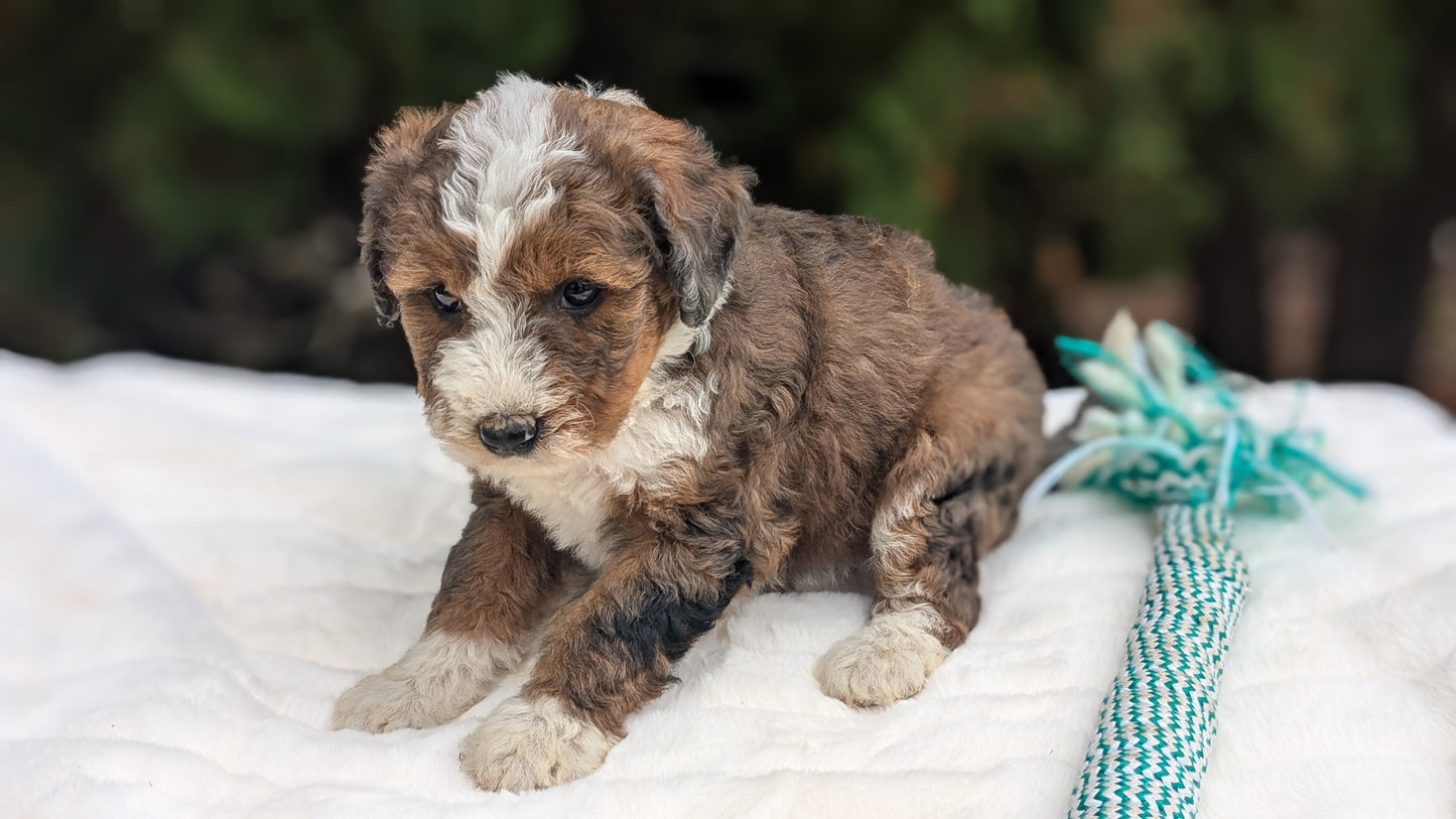 MINI BERNEDOODLE (09/24) FEMALE