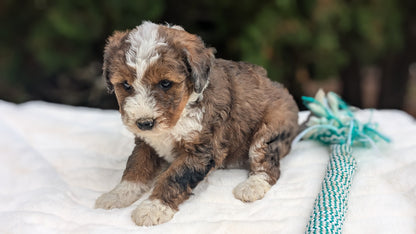 MINI BERNEDOODLE (09/24) FEMALE