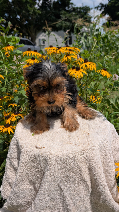 YORKSHIRE TERRIER (05/23) MALE