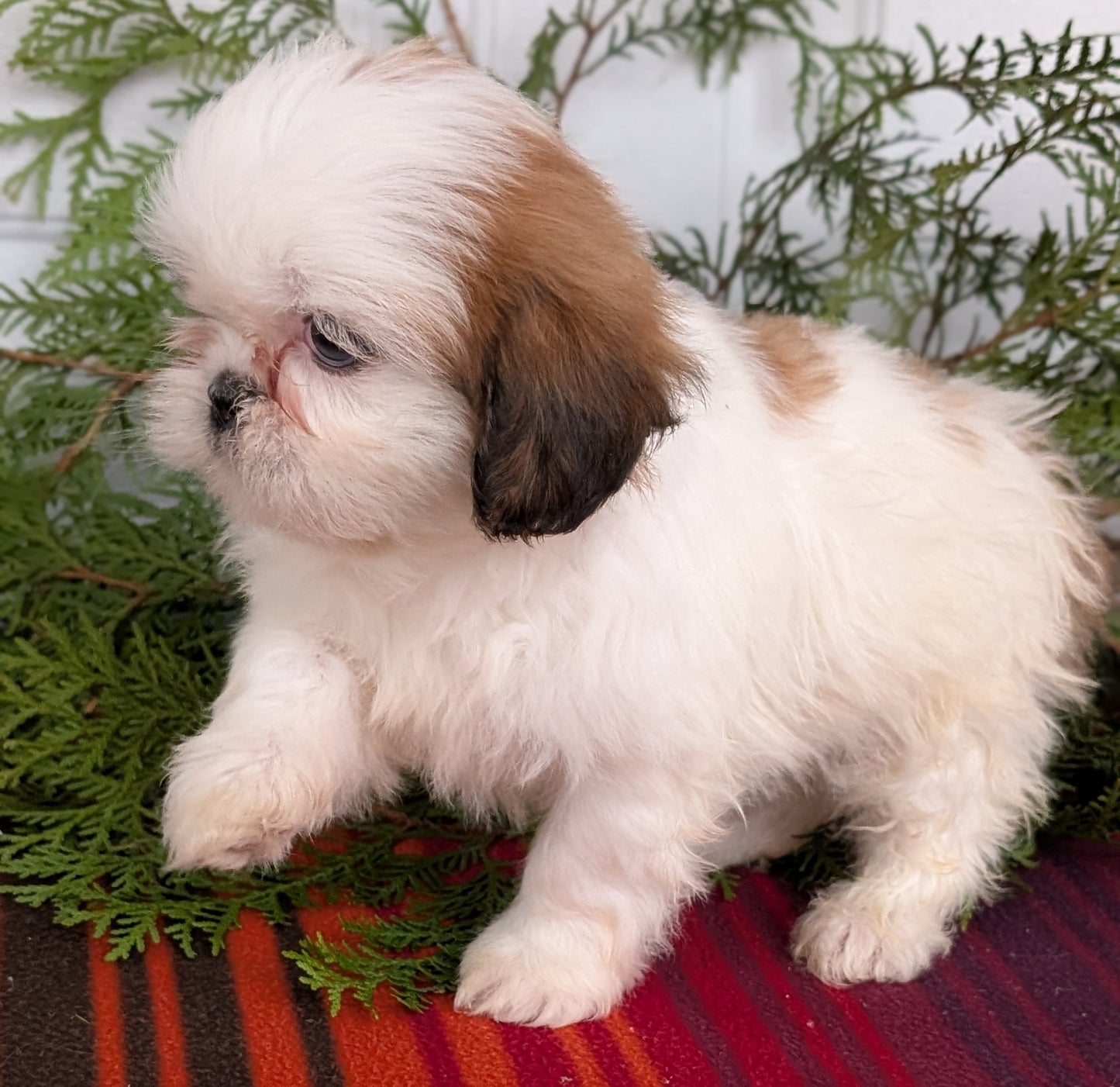SHIH TZU (SEP 30) FEMALE