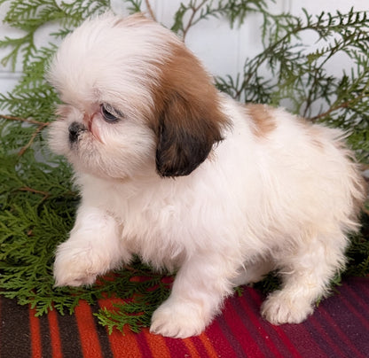 SHIH TZU (SEP 30) FEMALE
