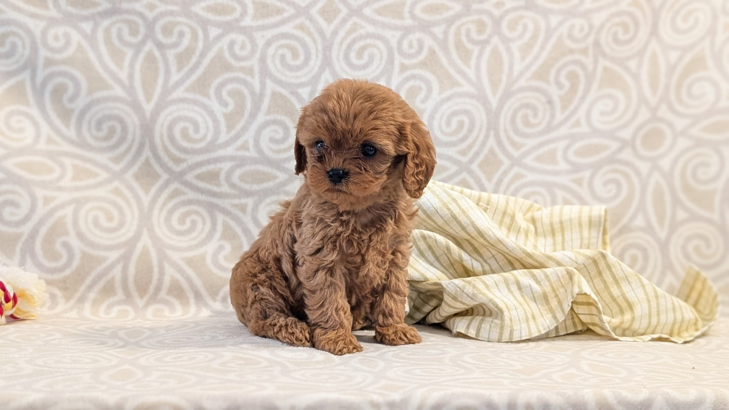 CAVAPOO (FEB 24) FEMALE