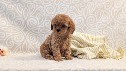 CAVAPOO (FEB 24) FEMALE