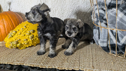 MINI SCHNAUZER (09/22) FEMALE