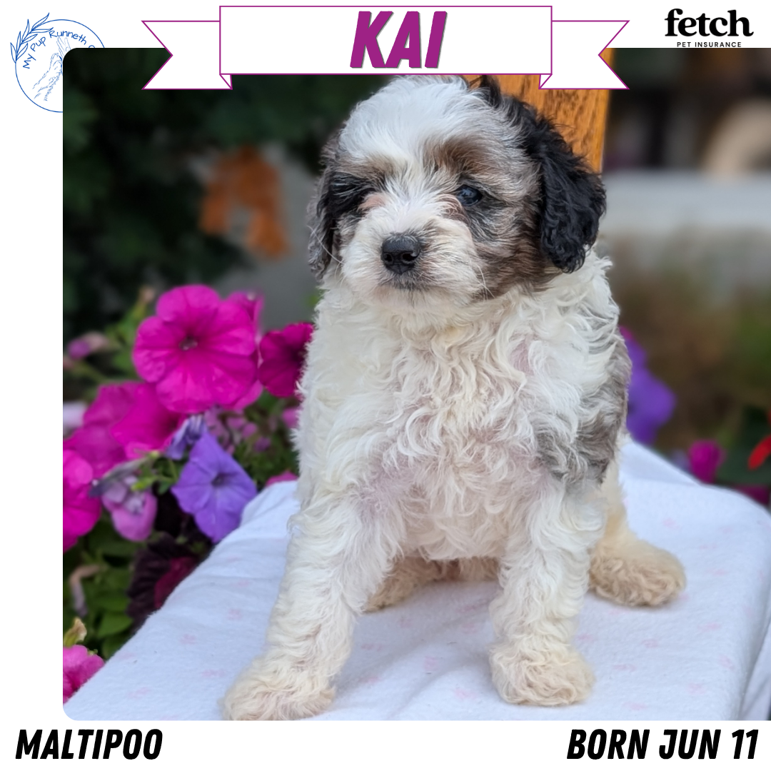 MALTIPOO (JUN 11) MALES