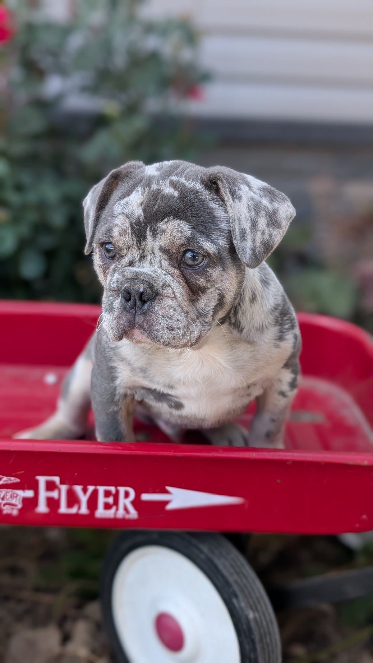 FRENCH BULLDOG (MAY 27) MALES