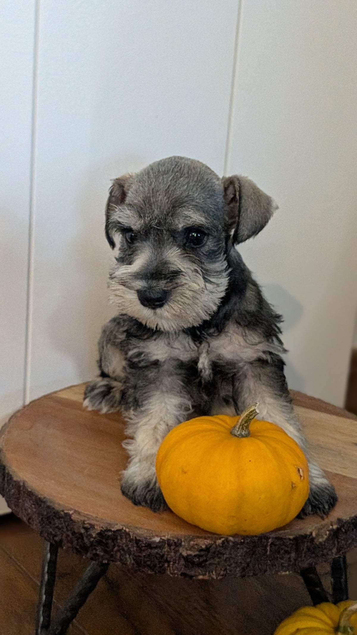 MINI SCHNAUZER (AUG 24) 8 FEMALES
