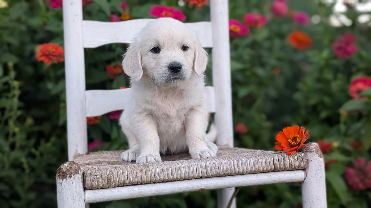 ENGLISH CREAM RETRIEVER (AUG 19) 3 MALES/4 FEMALES