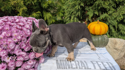 FRENCH BULLDOG (07/03) FEMALE