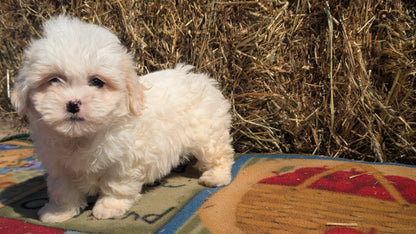 TEDDY BEAR (02/18) FEMALE