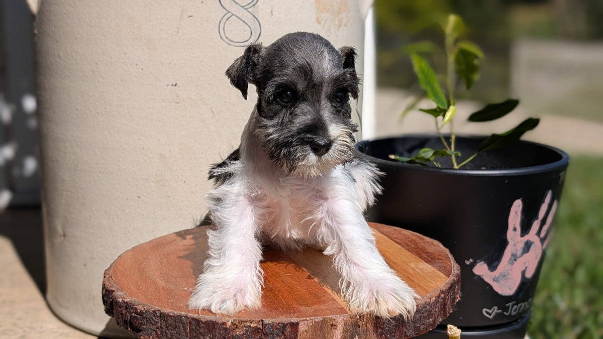 MINI SCHNAUZER (AUG 24) 8 FEMALES
