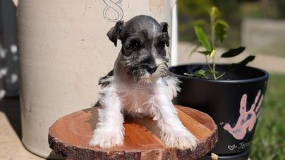 MINI SCHNAUZER (AUG 24) 8 FEMALES