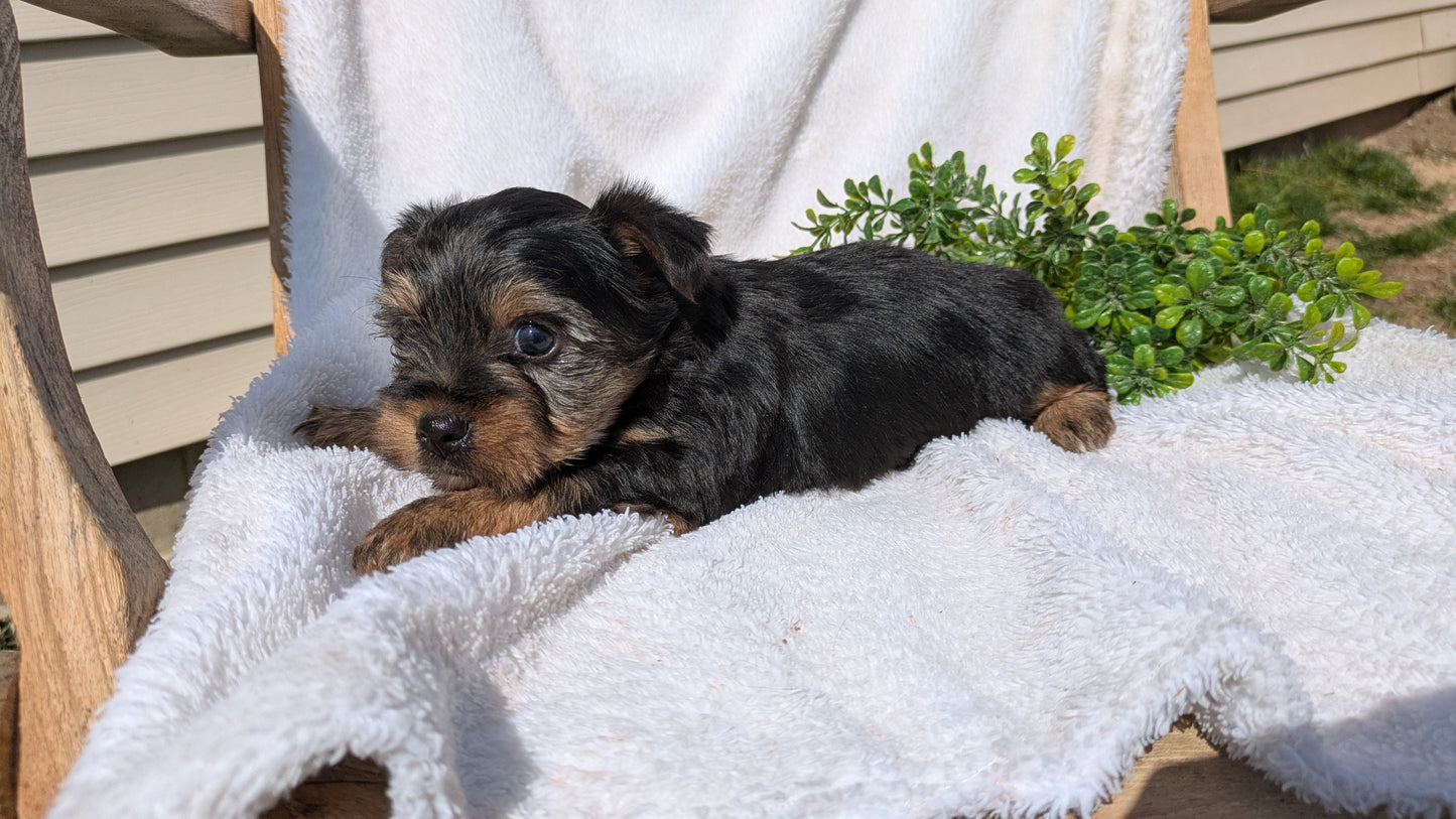 YORKSHIRE TERRIER (02/28) MALE