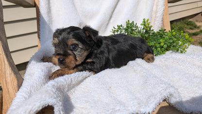 YORKSHIRE TERRIER (02/28) MALE