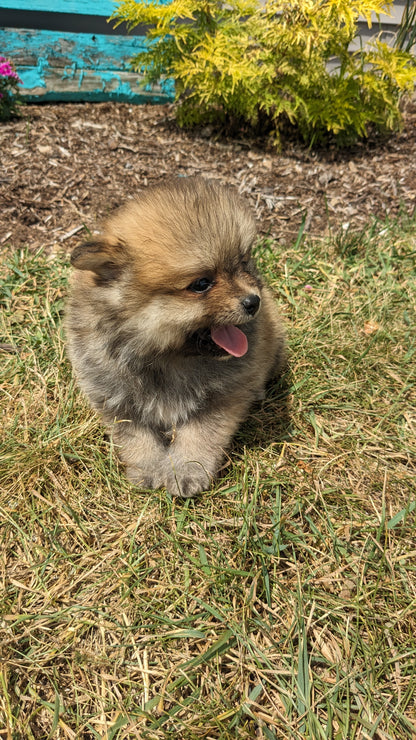 POMERANIAN (05/02) MALE