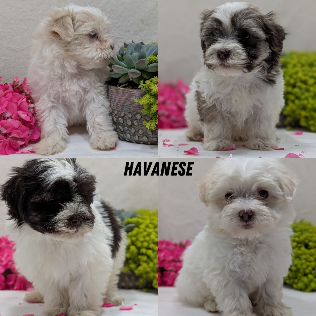 HAVANESE (09/13) MALE