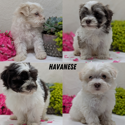 HAVANESE (09/13) MALE