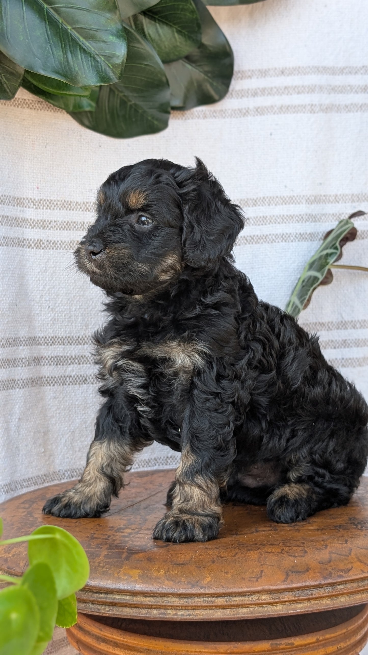 CAVAPOO (MAY 23) MALES