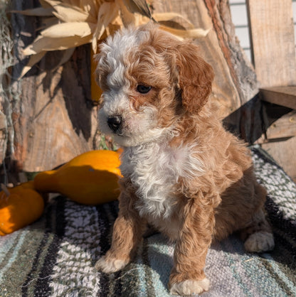 CAVAPOO (OCT 02) MALES