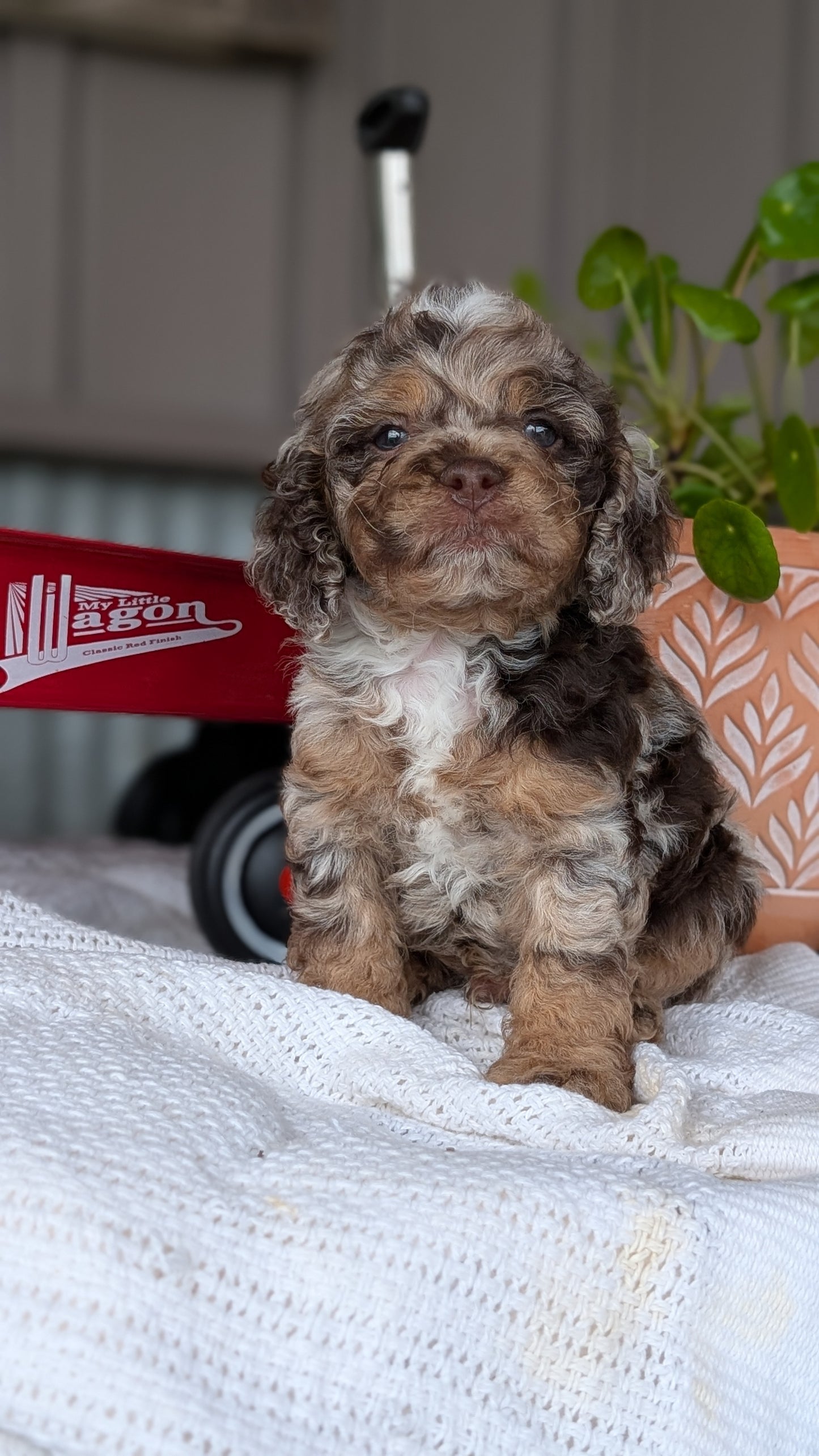 COCKAPOO (MAY 10) MALES