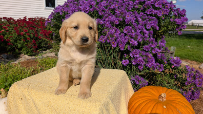 GOLDEN RETRIEVER (08/14) FEMALE