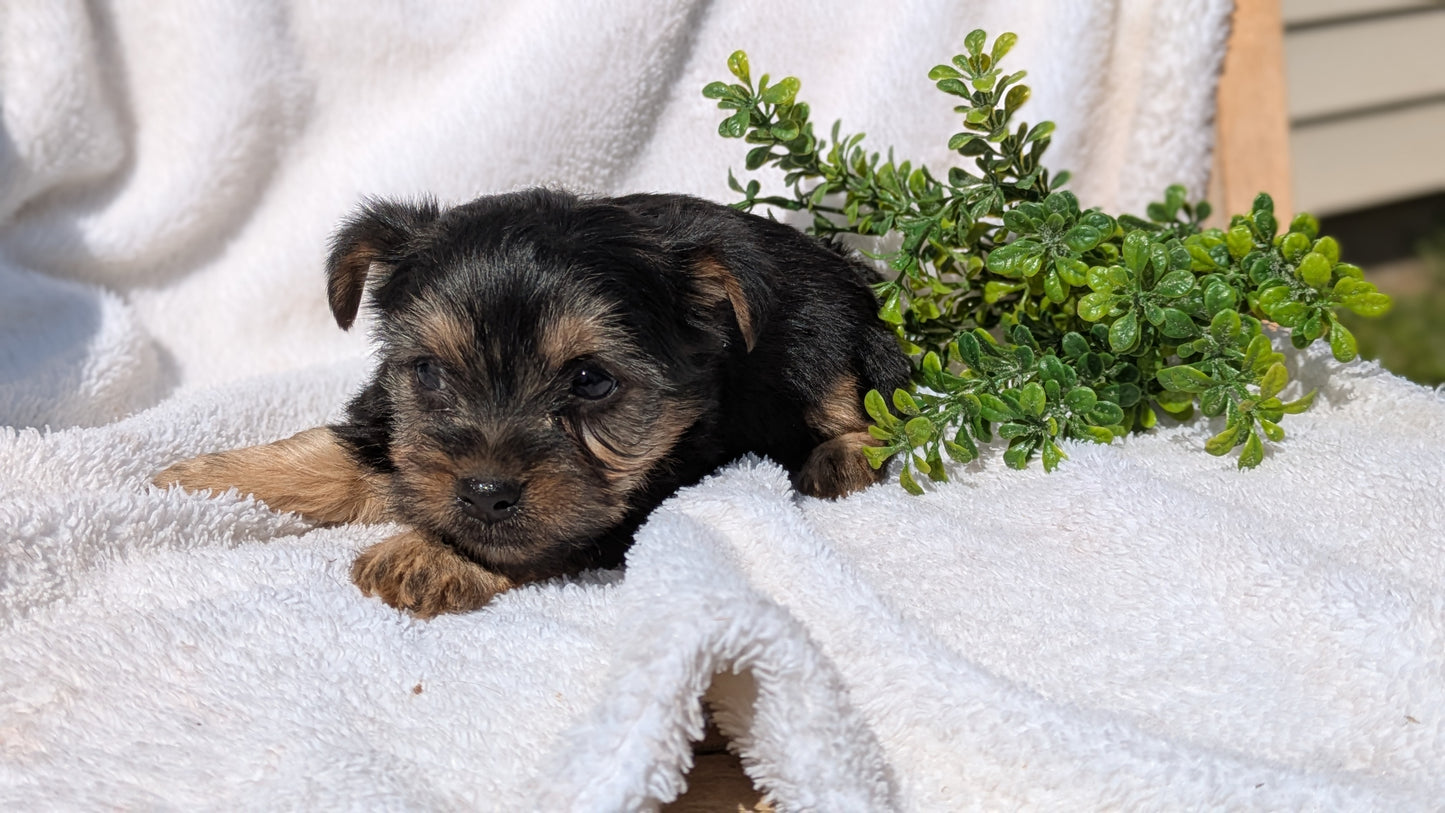 YORKSHIRE TERRIER (02/28) FEMALE