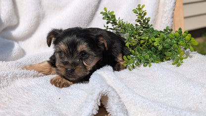 YORKSHIRE TERRIER (02/28) FEMALE