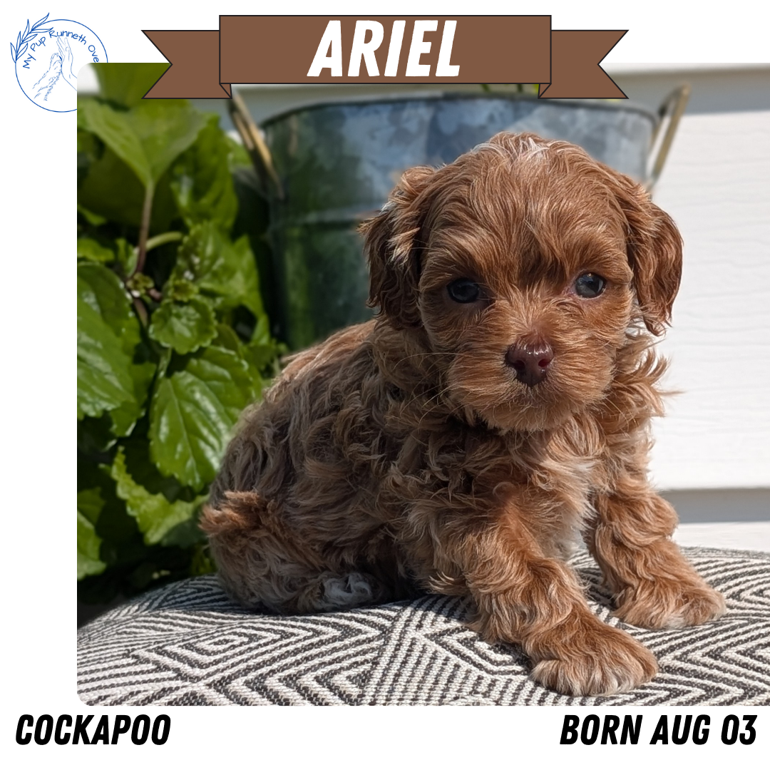 COCKAPOO (08/03) FEMALE
