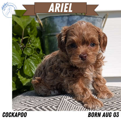 COCKAPOO (08/03) FEMALE