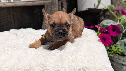 FRENCH BULLDOG (05/07) MALE