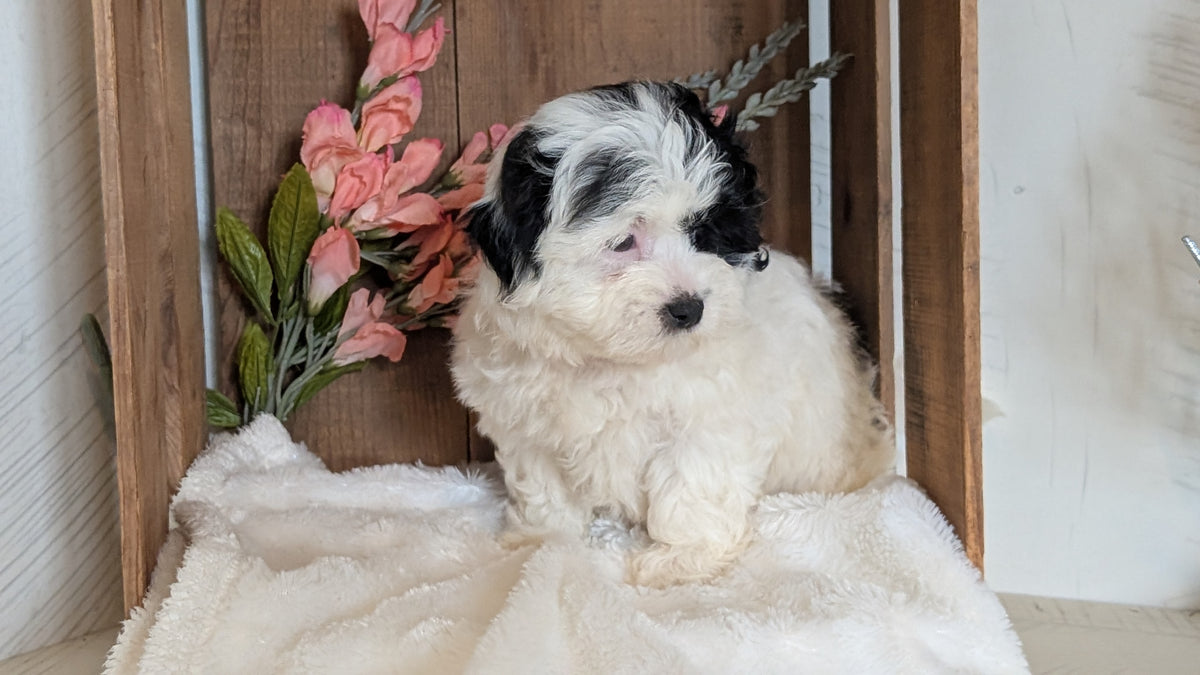 TEDDY BEAR (JUL 15) 1 MALE/1 FEMALE