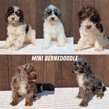 MINI BERNEDOODLE (07/25) FEMALE