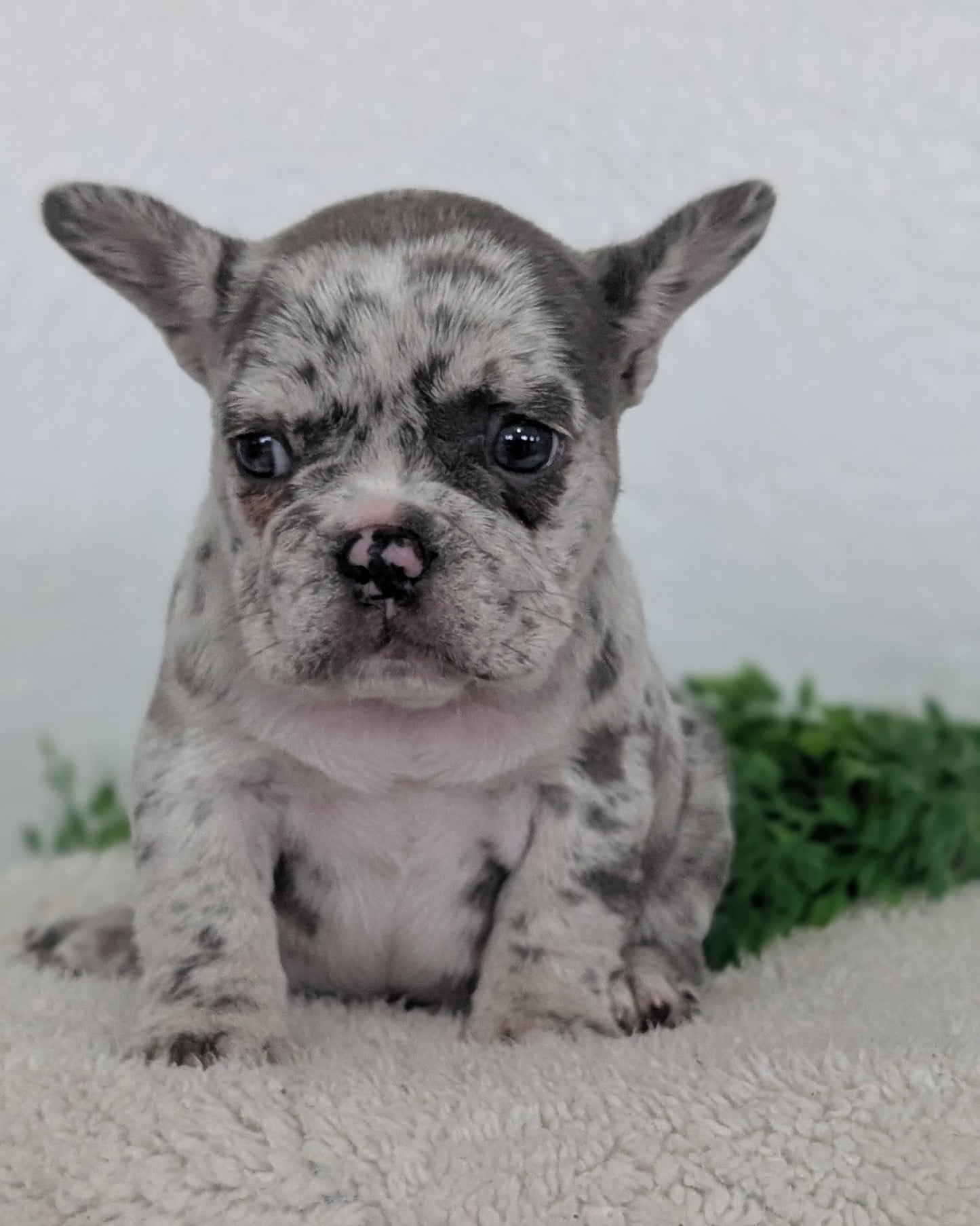 FRENCH BULLDOG (FEB 16) FEMALES
