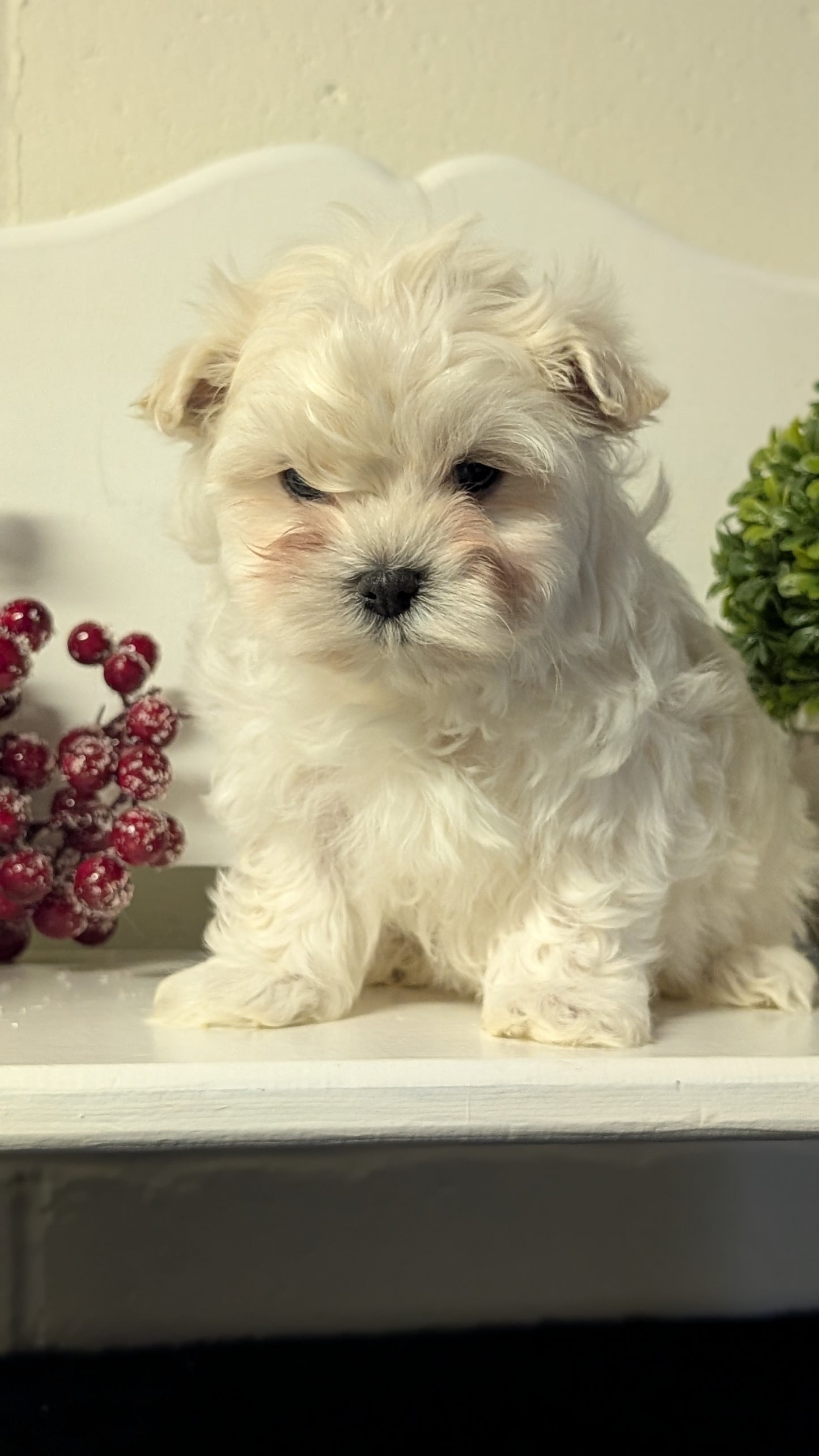 MALTESE (NOV 15) MALES