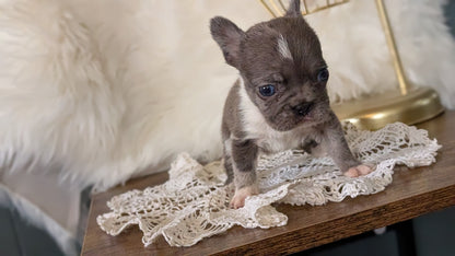 FRENCH BULLDOG (FEB 14) FEMALE