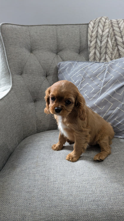 CAVALIER (12/26) FEMALE