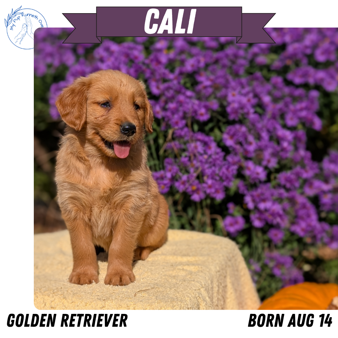 GOLDEN RETRIEVER (08/14) FEMALE