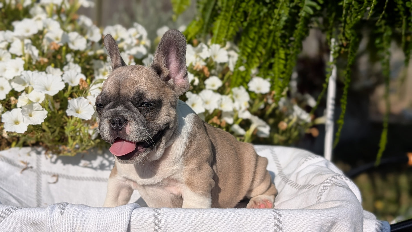 FRENCH BULLDOG (07/03) FEMALE
