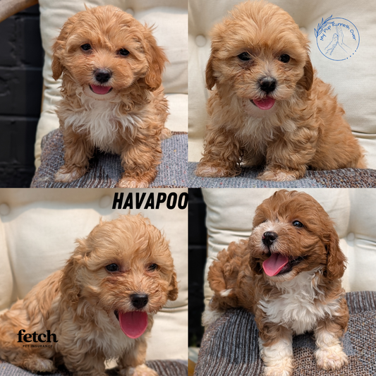 HAVAPOO (MAY 31) FEMALES