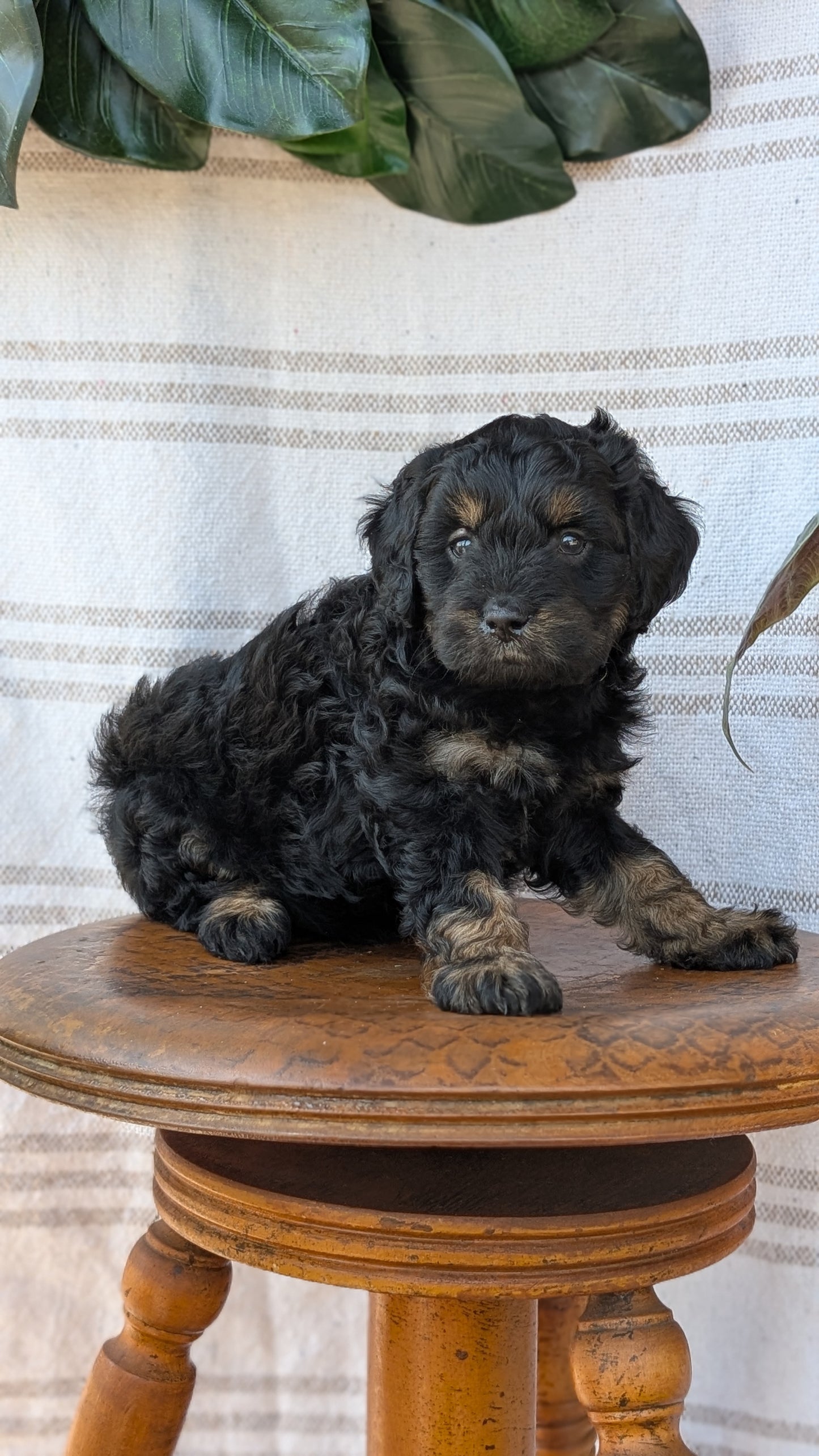CAVAPOO (MAY 23) MALES