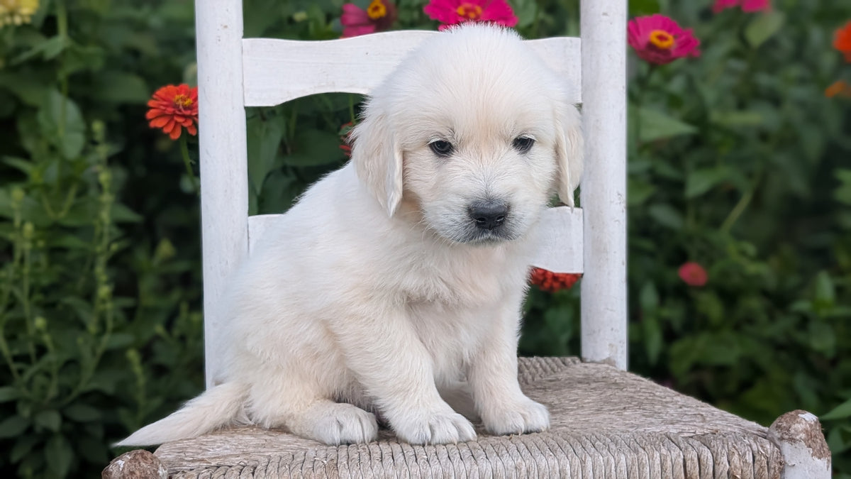 ENGLISH CREAM RETRIEVER (AUG 19) 3 MALES/4 FEMALES