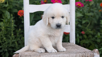 ENGLISH CREAM RETRIEVER (AUG 19) 3 MALES/4 FEMALES