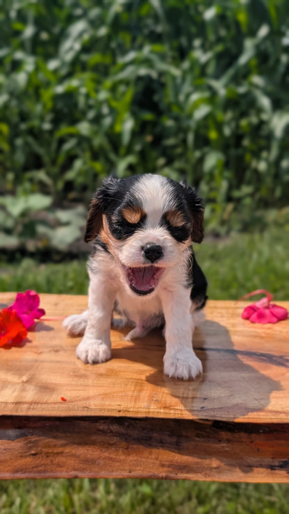 CAVALIER (MAY 30) MALES