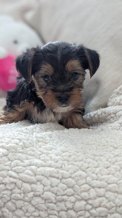 YORKSHIRE TERRIER (DEC 24) MALES
