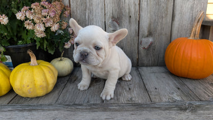 FRENCH BULLDOG (09/09) FEMALE